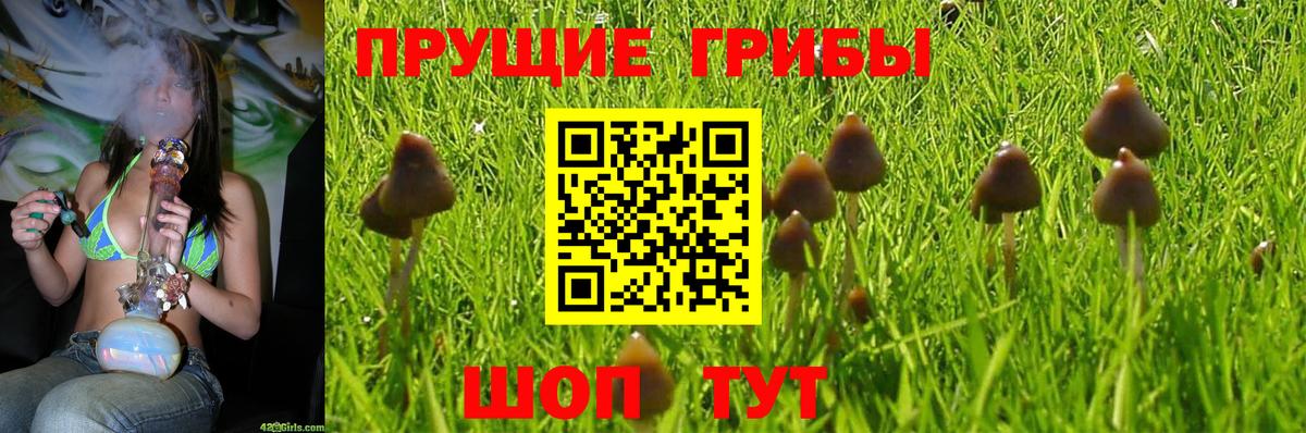 Псилоцибиновые грибы MAGIC MUSHROOMS  Вход с VPN  Элиста 