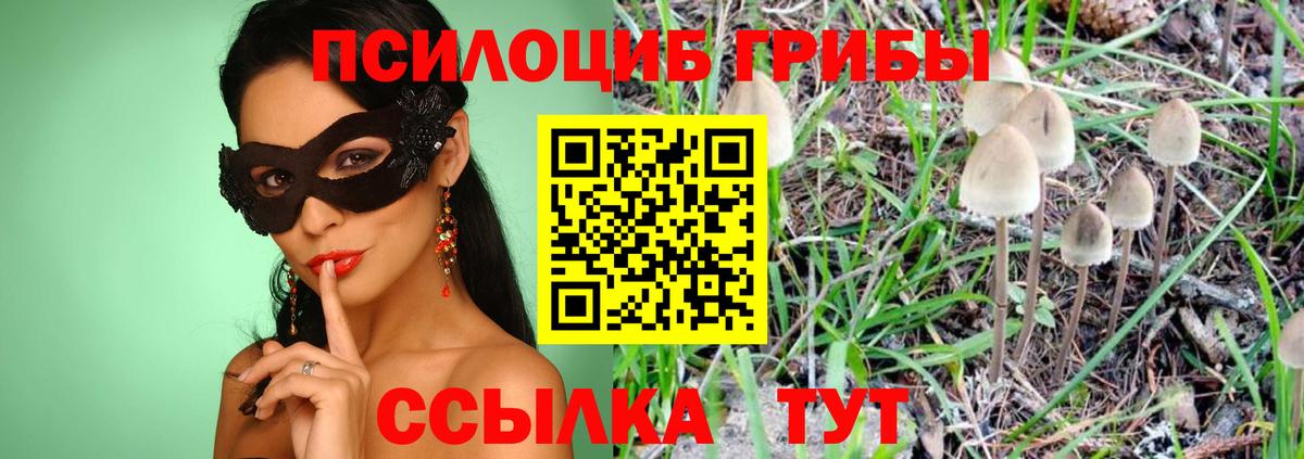 Псилоцибиновые грибы Cubensis Элиста